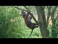 Hungry Tiger Leaps Into Tree For Dinner