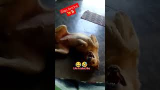 Dogs Funny Dancing Shorts