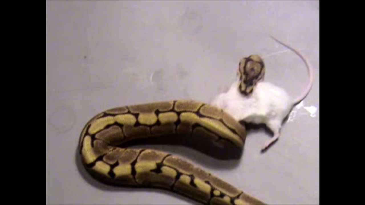 Ball Python Eating - YouTube
