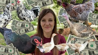 How Much Does It Cost to Feed 100 Birds?!