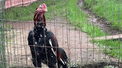 Qaib - happy thanksgiving and update