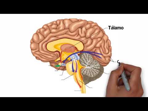 🔵 Partes del CEREBRO HUMANO 🧠 y sus Funciones ✔️