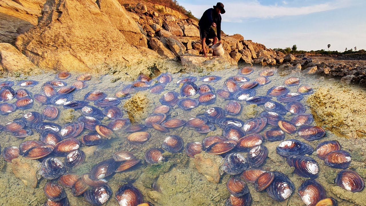 Harvest a large toothless clam scattered all over the place and crabs ...