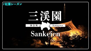 【紅葉彩る】ライトアップで魅力アップ『三渓園』