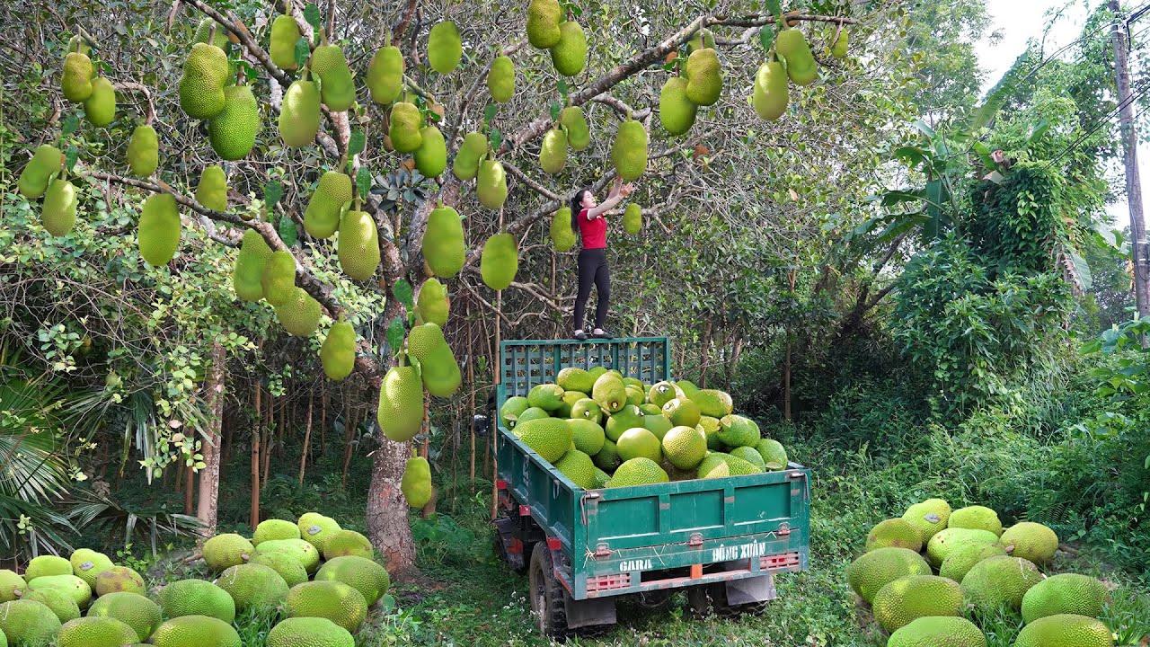 Use Truck to Harvesting Many Giant Jackfruit, Transport Go to Market Sell