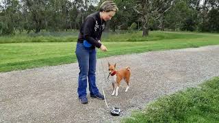 Do this if you use retractable lead with basenji