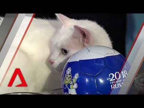 Achilles the World Cup oracle cat