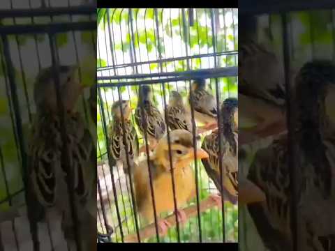 suara burung manyar belajar bunyi gacor