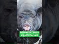 Свиньи дерутся за еду #свиньи #фермер #pigs #animals #fight #fighting