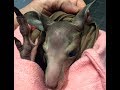 Rescued kangaroo immediate care:  this is Groucho