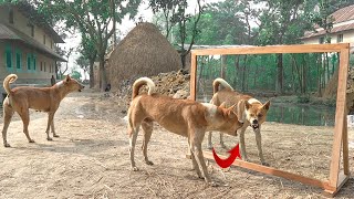 Crazy Dog VS Mirror Reaction | Angry Dog Fighting On Mirror | Funny Moment