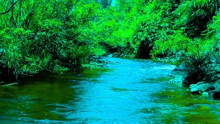 The Sound of a Flowing Stream Birds Singing From the Green Forest' Beautiful Sacred Sounds