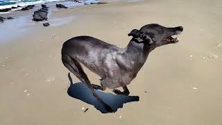 Doc the Greyhound at the Beach!