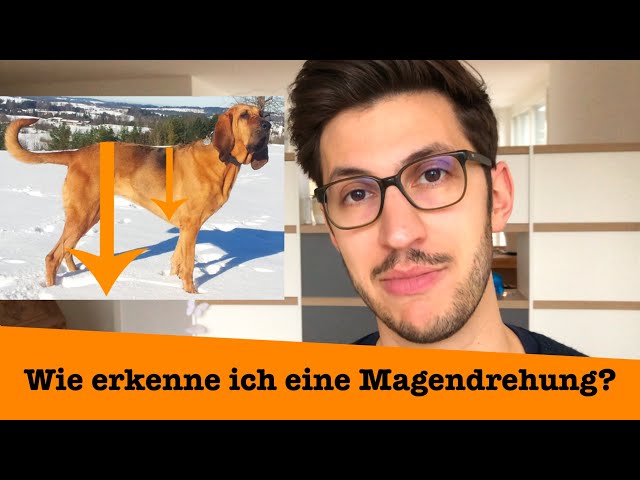 Gefährliche Anzeichen Magendrehung Hund: Sofort handeln! 3 sddefault