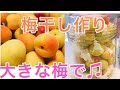 和歌山の梅が届きました♫大きな梅♫梅干し作り〜梅づくしです♫