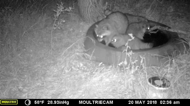 coon family
