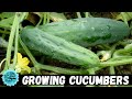 Growing Cucumbers from Seed to Harvest - Plus some tips and tricks!