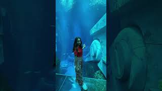 Океанариум Sea World Abu Dhabi. #гидабудаби #экскурсияабудаби #абудаби #экскурсиивоаэ