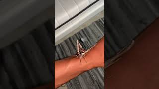 Giant moth on my hand!😨 #viralshorts #shorts #viralfeeds #moths #butterflies #viral #cute #meme