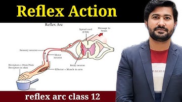 17.7 Reflex action | Reflex arc | Fsc 2nd year biology