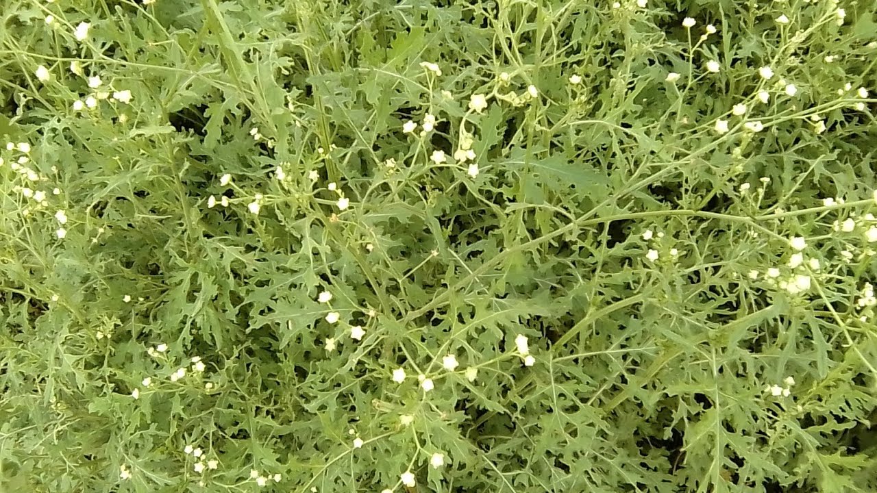 santa-maria-feverfew-plant-youtube