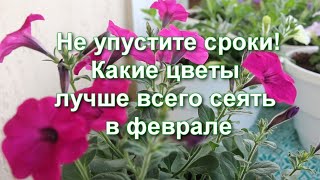 Посейте это вовремя! Какие цветы сажать в феврале: 10 цветов из семян на рассаду