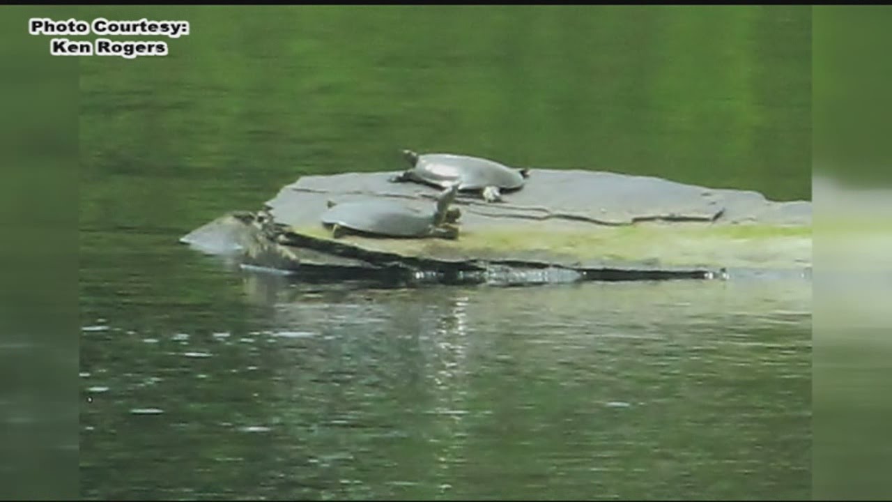 Invasive species of turtle spotted in western Massachusetts