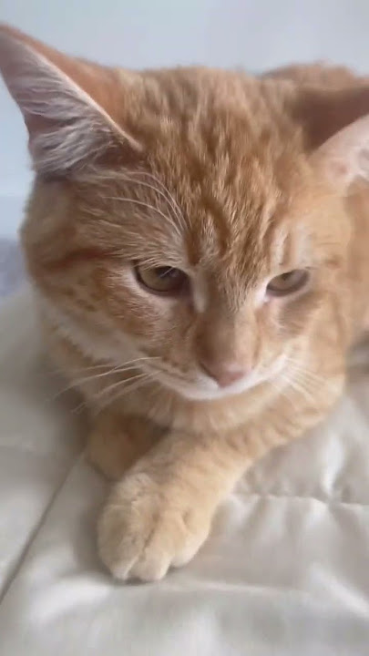 Excuse me do you speak English #orangecats