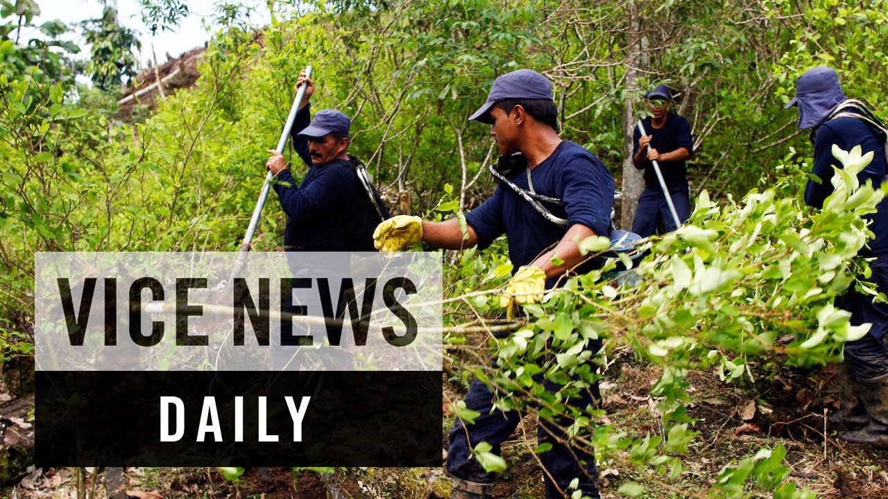 VICE News Daily: Coca Cultivation Surges in Colombia