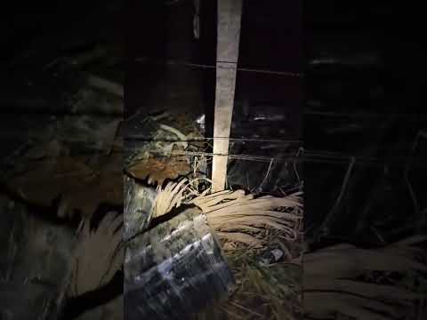 Policiais encontram quase 800 kg de maconha abandonados às margens do Rio Paraná.