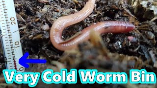 Outdoor Worm Bin In Winter
