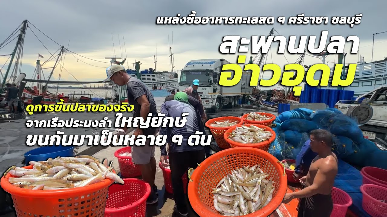 สะพานปลาอ่าวอุดม แหล่งซื้ออาหารทะเลสด เรือประมงลำใหญ่ยักษ์ขนมาเป็นตัน ท่าเทียบเรืออ่าวอุดม ชลบุรี