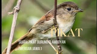 SUARA PIKAT WERGAN JAWA / FLAMBOYAN