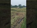 Polam kinda padindi