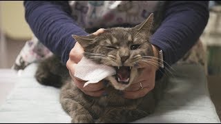 How To Brush Your Cats Teeth At Home