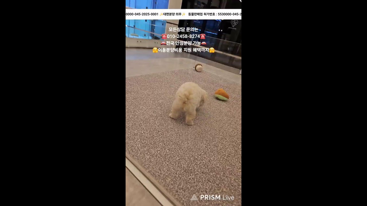 강아지분양 ✨️ 귀여운 아가들 보러 오세요💘 #강아지분양 #애견분양 #애견집사 #라이브