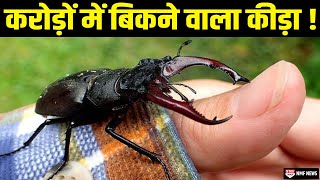 The story of the Stag Beetle insect, whose sale is banned, but why? screenshot 1