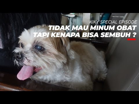 Video: Seberapa Sering Seharusnya Anda Memberi Anjing Mandi?