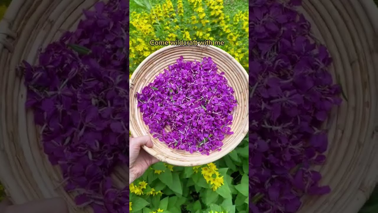 Wildcrafting herbs for skincare products