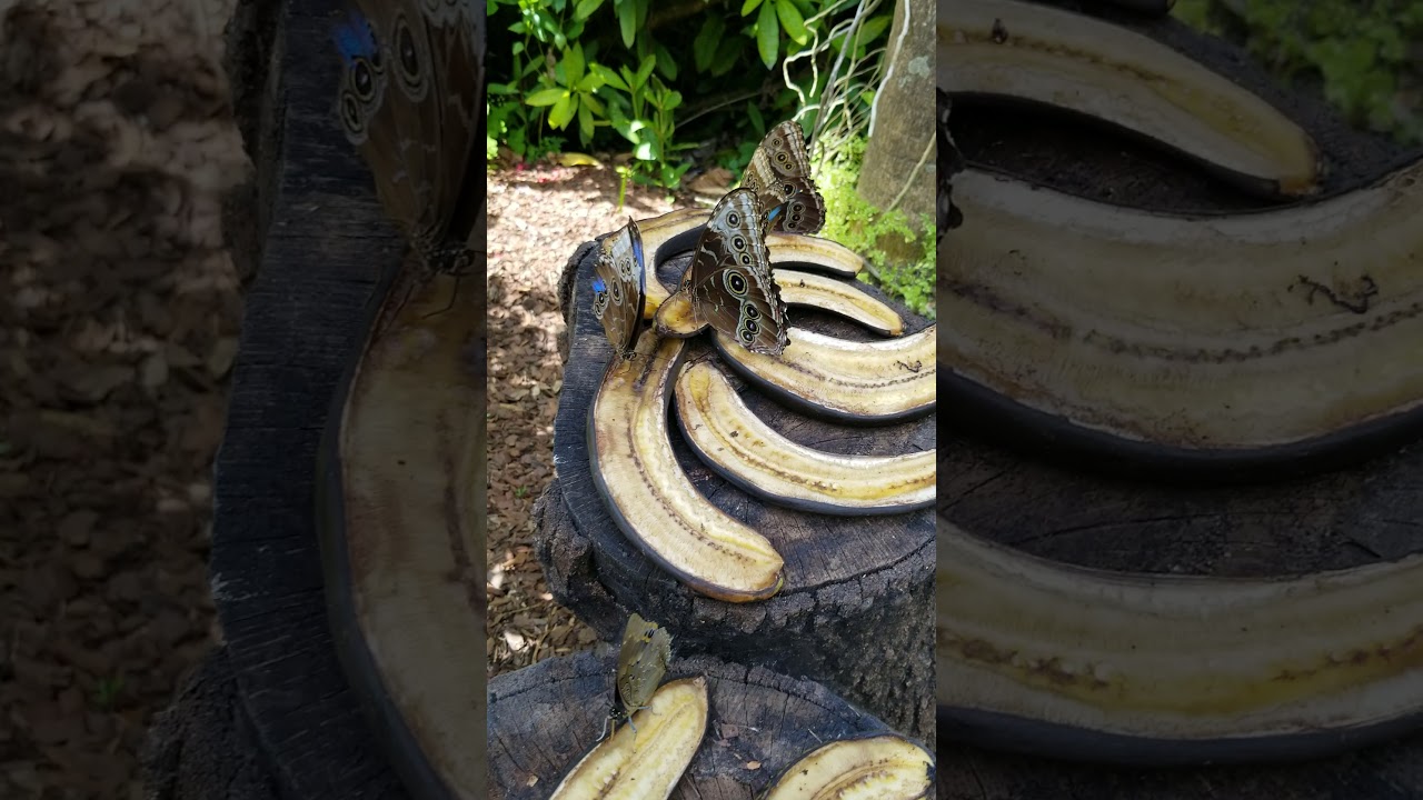 Butterflies Eating Bananas 