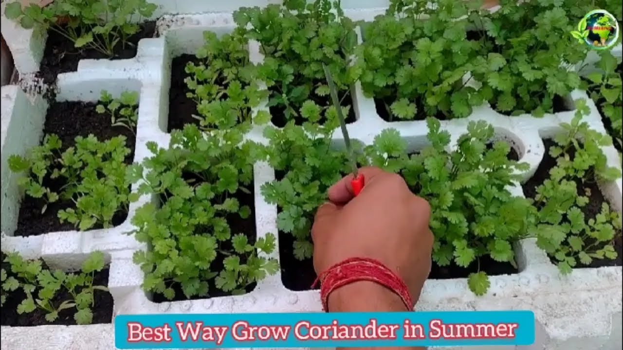 How To Grow Coriander In Summer Season | Coriander Growing Tips - YouTube