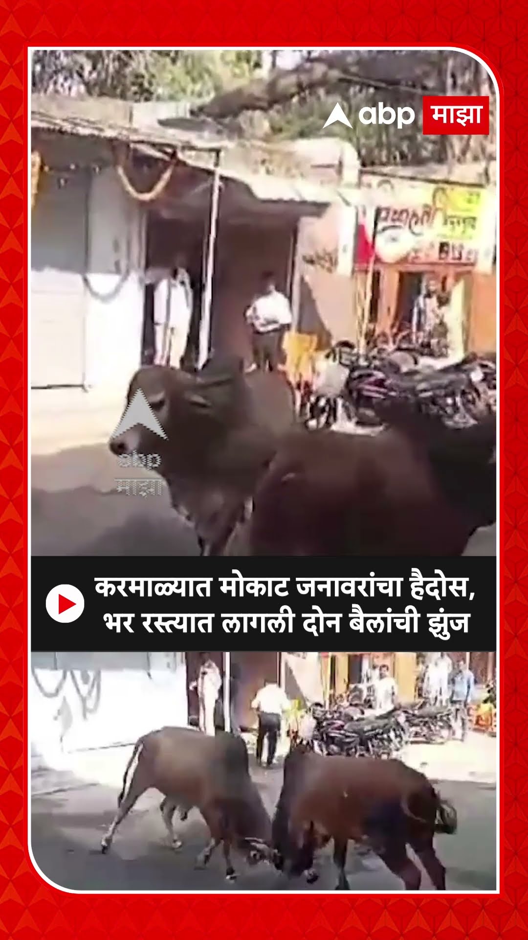 Karmala Bull Fight : करमाळ्यात मोकाट जनावरांचा हैदोस, भर रस्त्यात लागली दोन बैलांची झुंज