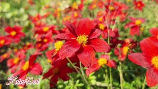 ورود طبيعية ملونة ورود الصباح ورد احمر the most beautiful flowers in the world