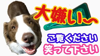 【フロントライン】が世界一大嫌いな犬にフロントラインをつけたら想像を超えた動きに！