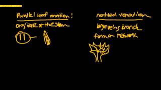 leaf venation