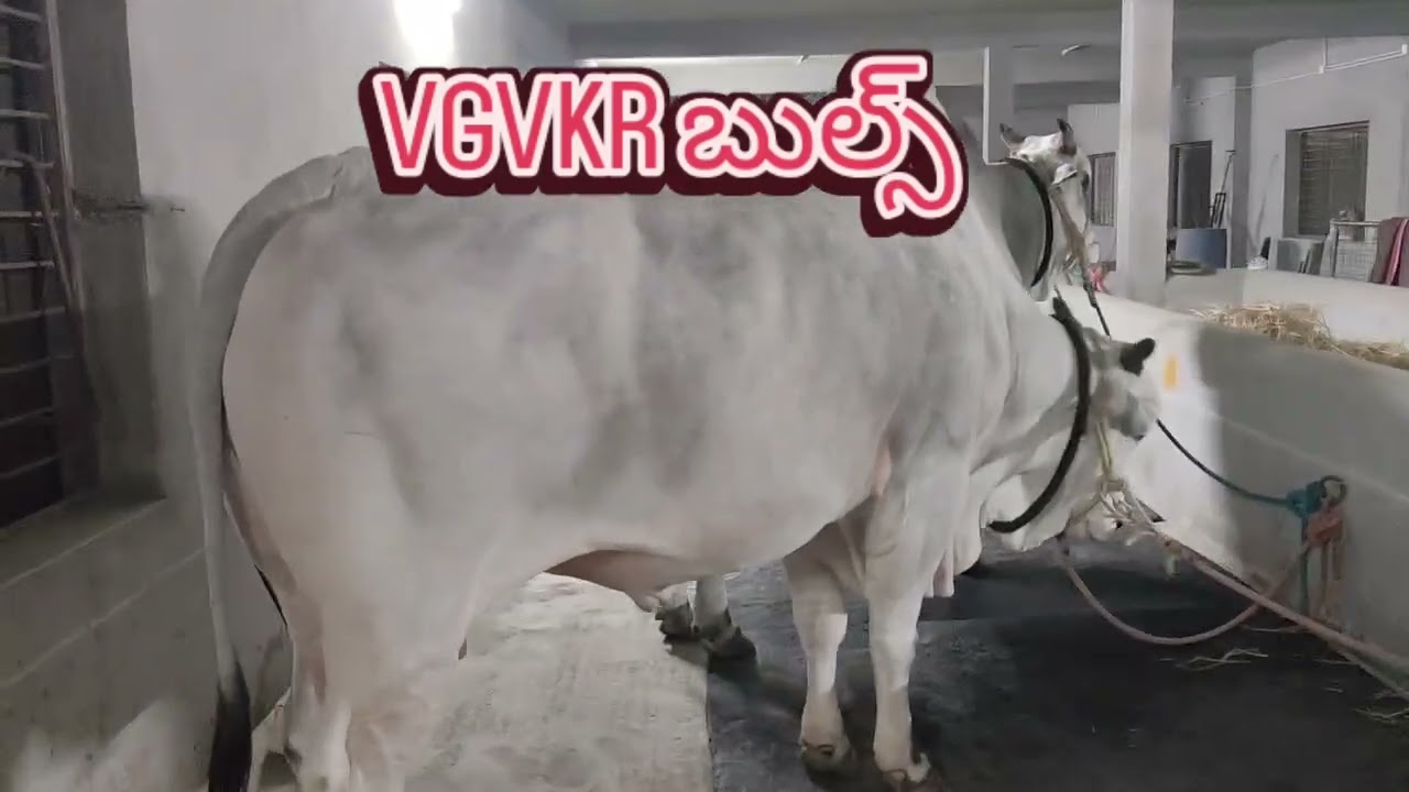 🔥🔥VGVKR New Category bull's 🔥🔥 jammalamadugu kadapa @ dvr Memorial #Sk Ghani 