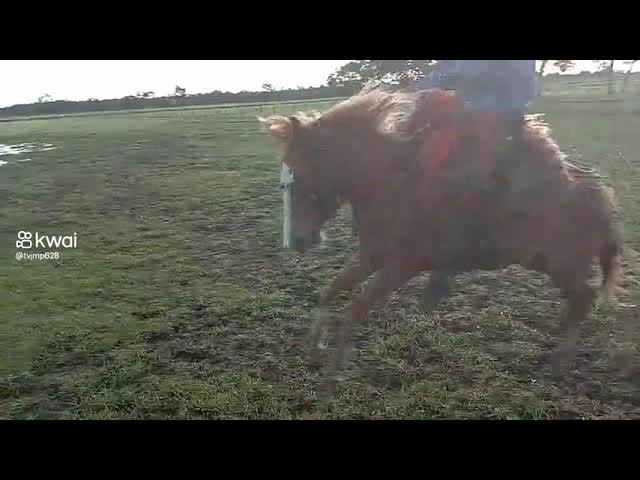 cavalo pulador pantanal falado 