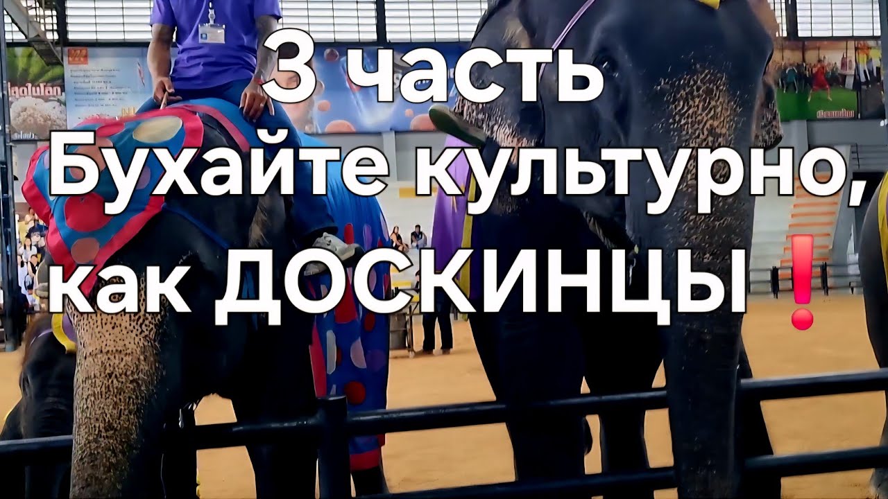 Бухайте культурно, как ДОСКИНЦЫ❗