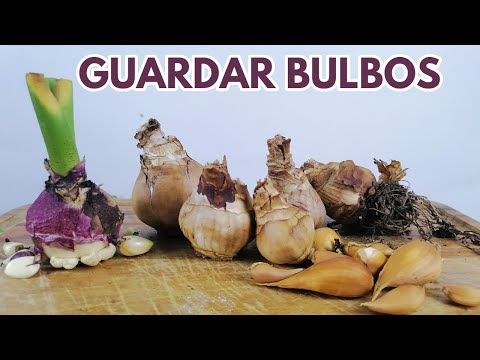 Video: Cuidado de Allium después de la floración - Cómo cuidar los Allium después de la floración