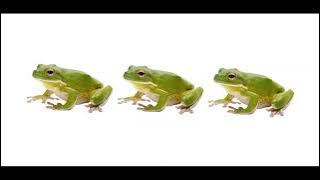 Candy ball meme || I stepped on a frog.. || Gacha || Mha || itz Aleena UwU